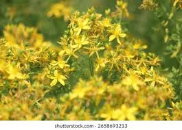 Attēlu rezultāti vaicājumam “Hypericum maculatum leaf”