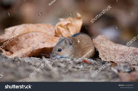 Attēlu rezultāti vaicājumam “Apodemus agrarius”