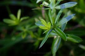 Attēlu rezultāti vaicājumam “Galium album flower”