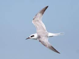 Image result for Sterna forsteri
