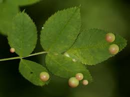 Attēlu rezultāti vaicājumam “Diplolepis eglanteriae”