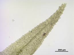 Attēlu rezultāti vaicājumam “Dicranum bonjeanii”