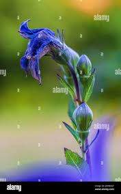 Attēlu rezultāti vaicājumam “Campanula persicifolia bud”