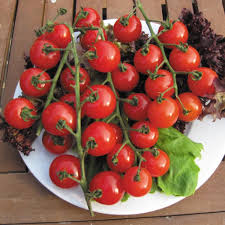 Afbeeldingsresultaat voor millionaire tomato