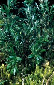 Attēlu rezultāti vaicājumam “Salix repens subsp. rosmarinifolia”