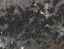 Attēlu rezultāti vaicājumam “Ruzenia spermoides”