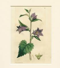 Attēlu rezultāti vaicājumam “Campanula trachelium leaf”