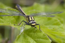 Attēlu rezultāti vaicājumam “Gomphus vulgatissimus”