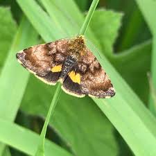 Attēlu rezultāti vaicājumam “Panemeria tenebrata”