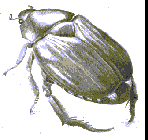 Attēlu rezultāti vaicājumam “Thecabius affinis imago”