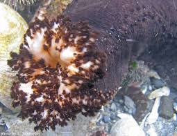 Image result for Cucumaria frondosa