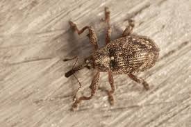 Attēlu rezultāti vaicājumam “Anthonomus phyllocola”