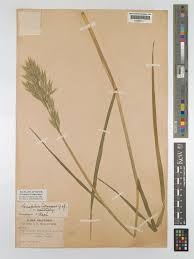 Attēlu rezultāti vaicājumam “Bromus hordeaceus subsp. hordaceus fruit”