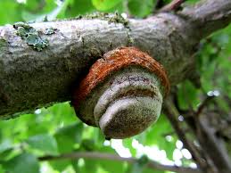 Attēlu rezultāti vaicājumam “Phellinus pomaceus”