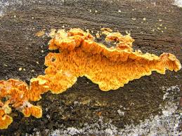 Attēlu rezultāti vaicājumam “Pseudomerulius aureus”