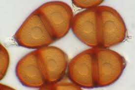 Attēlu rezultāti vaicājumam “Pucciniales”