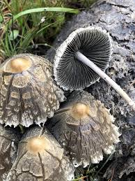 Attēlu rezultāti vaicājumam “Panaeolus papilionaceus”