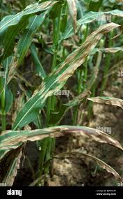 Attēlu rezultāti vaicājumam “Epirhoe tristata”