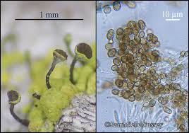 Attēlu rezultāti vaicājumam “Chaenotheca chrysocephala”