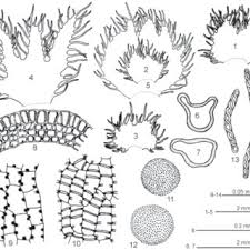 Attēlu rezultāti vaicājumam “Ptilidium pulcherrimum sporophyte”