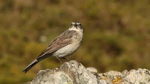 Image result for Anthus spinoletta