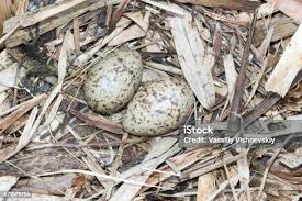 Attēlu rezultāti vaicājumam “Gallinago gallinago eggs”