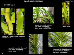 Attēlu rezultāti vaicājumam “Orchidaceae”