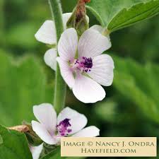 Image result for Althaea officinalis