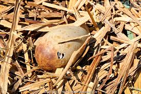 Attēlu rezultāti vaicājumam “Grus grus nest”