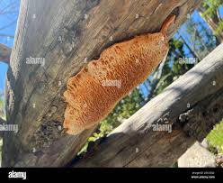 Attēlu rezultāti vaicājumam “Pycnoporellus alboluteus”