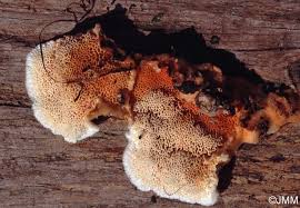 Attēlu rezultāti vaicājumam “Hapalopilus aurantiacus”