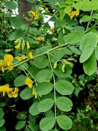 Image result for Colutea x media (arborescens x orientalis)