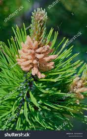 Attēlu rezultāti vaicājumam “Pinus mugo male flower”