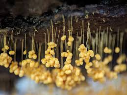 Attēlu rezultāti vaicājumam “Badhamia utricularis stalked”