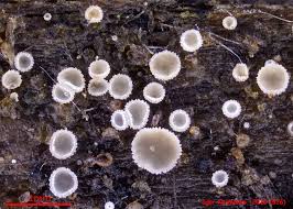 Attēlu rezultāti vaicājumam “Hyaloscypha hyalina”