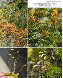 Attēlu rezultāti vaicājumam “Funaria hygrometrica sporophyte”