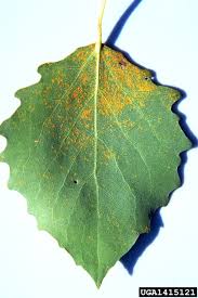 Attēlu rezultāti vaicājumam “Melampsora populnea”