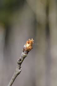 Attēlu rezultāti vaicājumam “Pyrus communis bud”