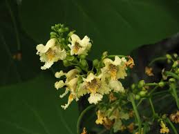 Attēlu rezultāti vaicājumam “Catalpa ovata flower”