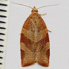 Attēlu rezultāti vaicājumam “Pandemis cinnamomeana”