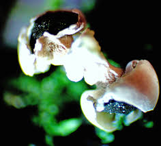 Attēlu rezultāti vaicājumam “Diderma floriforme”