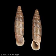 Attēlu rezultāti vaicājumam “Clausiliidae”