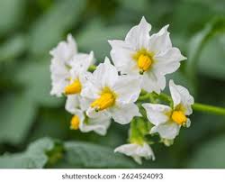 Attēlu rezultāti vaicājumam “Solanum tuberosum flower”