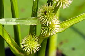 Attēlu rezultāti vaicājumam “Sparganium minimum leaf”