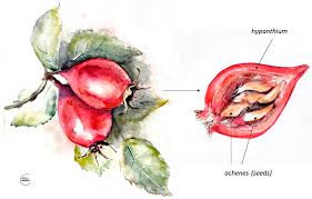 Image result for Rosa canina