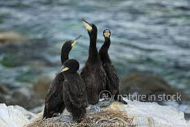 Attēlu rezultāti vaicājumam “Phalacrocorax carbo adult”