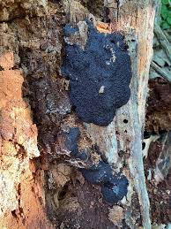 Attēlu rezultāti vaicājumam “Lindbladia tubulina spores”