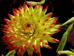 Image result for Dahlia `Snowflake`