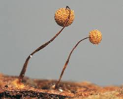 Attēlu rezultāti vaicājumam “Cribraria costata”