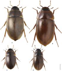 Attēlu rezultāti vaicājumam “Enochrus affinis”